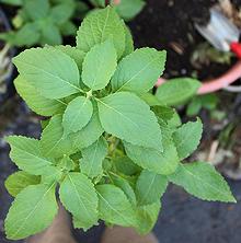 Flowering African Basil Plant