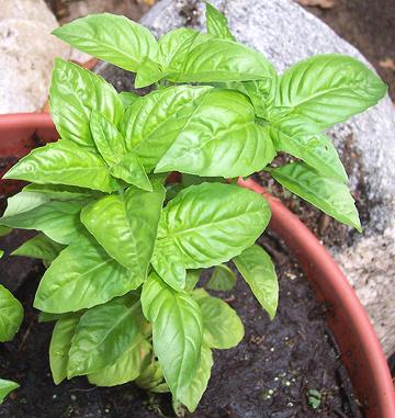 Growing Italian Basil Plant