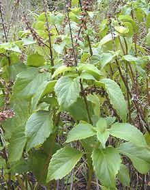 Growing Tree Basil Plants