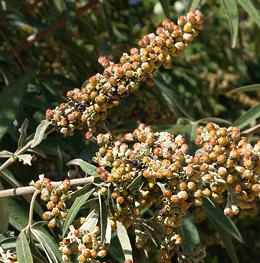 Fruit of Chaste Tree