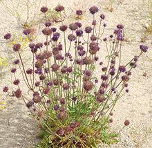 Desert Chia Flowering Plant