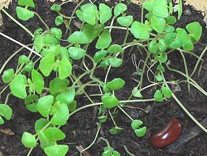 Chia Sprouts