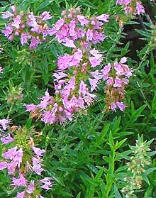 Flowering Hyssop Plants