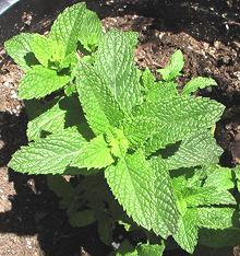 Growing Spearmint Plant