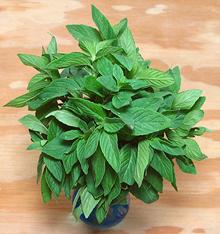 Vase of Vietnamese Mint