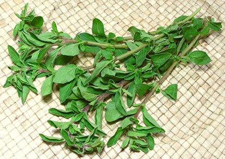 Oregano Stems with Leaves