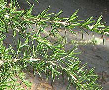 Rosemary Stems with Leaves