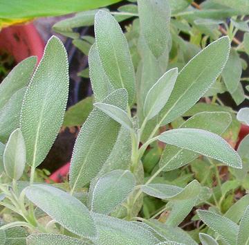 Live Garden Sage Plant