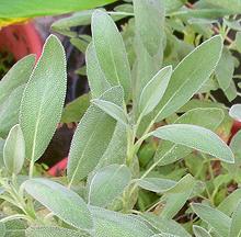 Living Garden Sage Plant