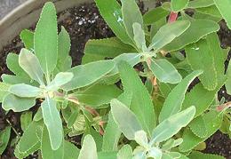 Live Garden Sage Plants