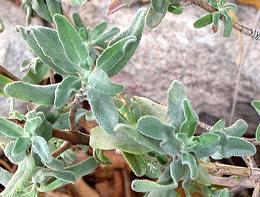 Living Cleveland Sage Plant