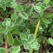 Growing Zaatar Plants