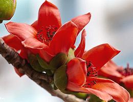 Red Kapok Flowers