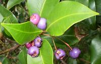 Lilli Pilli Fruit on Tree