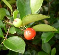 Cedar Bay Cherry Fruit on Tree