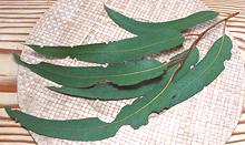 Eucalyptus Leaves on Twig