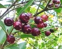 Luma Fruit on Tree