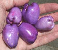 Paperbark Satinash Fruit in Hand