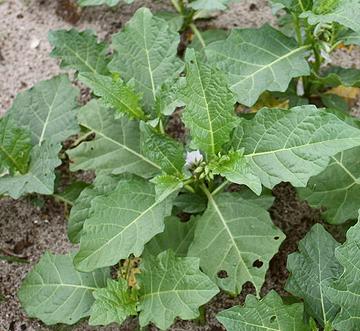 Leafy Garden Egg Plants