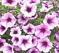 Petunia Flowers