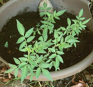 Four Corners Potatoes Foliage