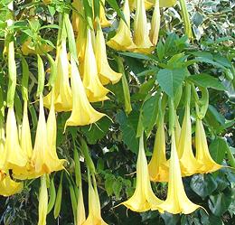 Yellow Trumpet Flowers