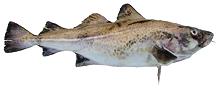 Whole Cod Fish