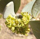 Jojoba Flower