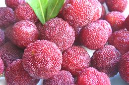 Harvested Bayberries