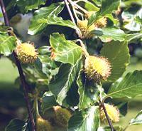 Beech Leaves and nuts on Tree