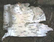 Large Shard of Birch Bark