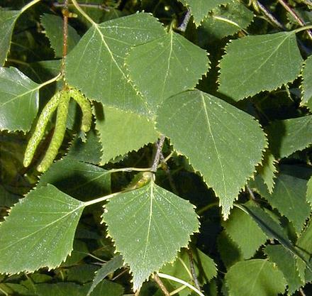 Birch Leaves and Catkins on tree