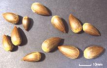 Chinquapin Nuts