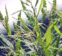 Live Sweetfern Leaves