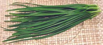 Bunch of Garlic Chives