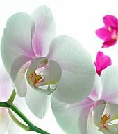 Orchid Flowers