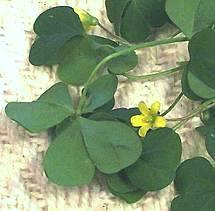 Live Wood Sorrel