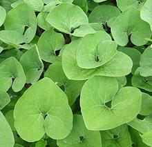 Growing Canadian Snakeroot Plants