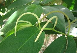 Matico Leaves and Fruit