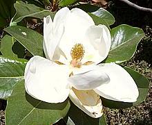 Magnolia flower