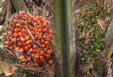 Ripe and Green Oil Palm Fruit