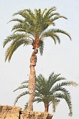 Silver Date Palm Tree