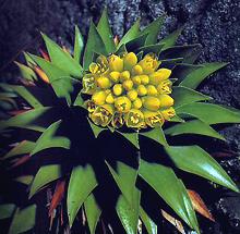 Flowering Bromeliad