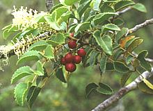 Gevuina Leaves & Berries