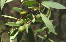 Geebung Fruit on Tree