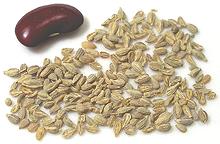 Anise Seeds