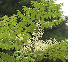 Tree branch w/bloom