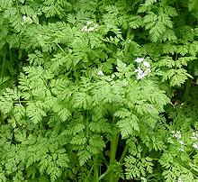 Live Chervil Bush