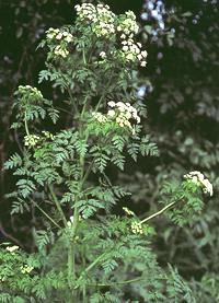 Live Hemlock plant