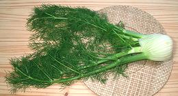 Whole Florence Fennel Plant